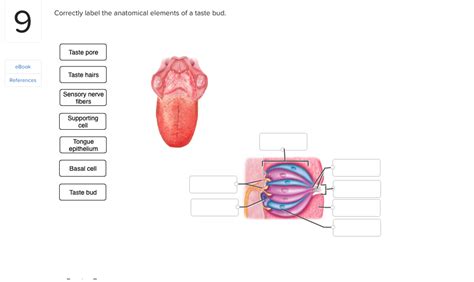 Solved 9 Correctly label the anatomical elements of a taste | Chegg.com