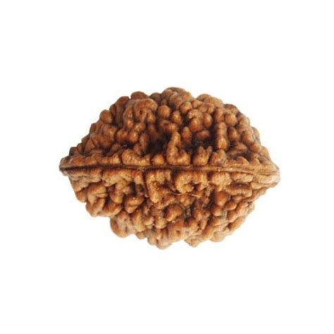 Two Mukhi Nepali Rudraksha 24-28 mm