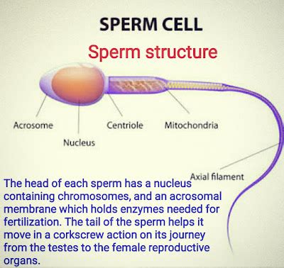 MAKHADUM HEALTH: Sperm Cell Structure Production Fertilization