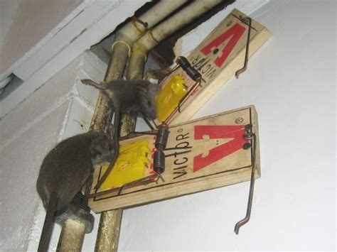 Where To Place Mouse Traps - Pest Revenge