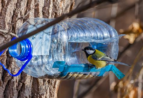 Setting up a Bird Feeder: A Step-by-Step Guide – Nature Blog Network