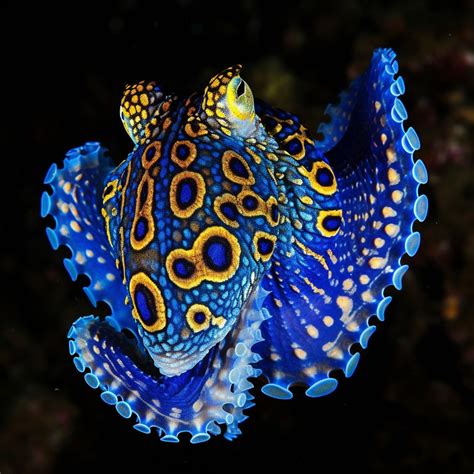 How Big Do Blue Ringed Octopus Get? Unveiling Marine Mysteries - Animal Queries