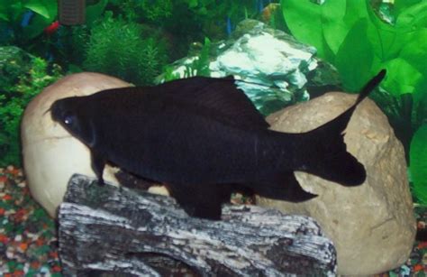 Black Shark, Morulius(Labeo)chrysophekadion colorful tropical fish pictures