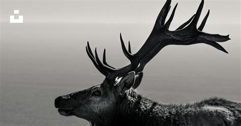 A moose with antlers photo – Free Wildlife Image on Unsplash