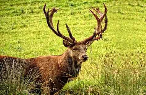 Red Deer - Description, Habitat, Image, Diet, and Interesting Facts