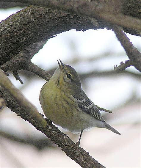 Blackpoll Warbler | Blackpoll Warbler seen at Pt. Reyes toda… | Flickr