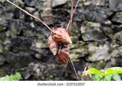 1,333 Mating Snails Images, Stock Photos & Vectors | Shutterstock