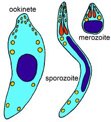 Apicomplexan life cycle - Wikipedia