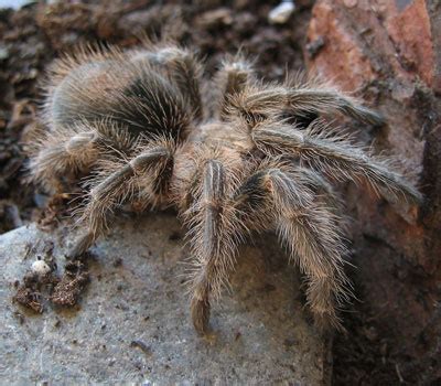 rose-hair-tarantula02.jpg - Learn About Nature