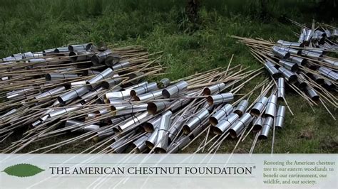 The American Chestnut Foundation - YouTube