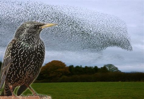 How Do Starling Flocks Create Those Mesmerizing Murmurations? | All ...