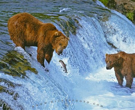 Brown Bears Fishing Brooks Falls Waterfall Alaska | Photo, Information