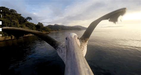 Stunning GoPro Video Beautifully Captures A Pelican Taking Flight For The First Time (With ...