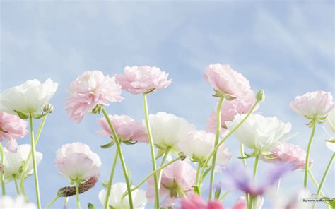 壁纸1920×1200野花烂漫 清新风格花卉摄影壁纸 清新唯美 野花花卉壁纸 1920 1600壁纸,清新风格-野花烂漫壁纸图片-花卉壁纸 ...