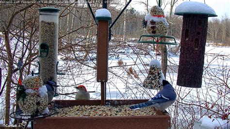 Blue Jays Bombard Cornell Lab FeederWatch Cam – Jan. 17, 2020 - YouTube