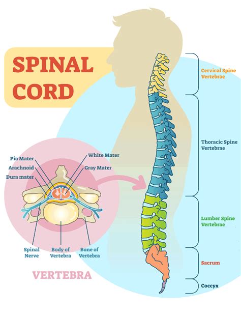 Spinal Cancer and Spinal Tumors | Johns Hopkins Medicine