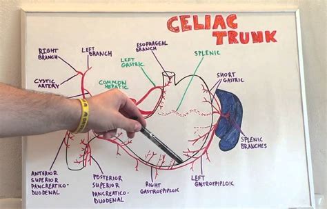 Celiac Trunk Branches Mnemonic