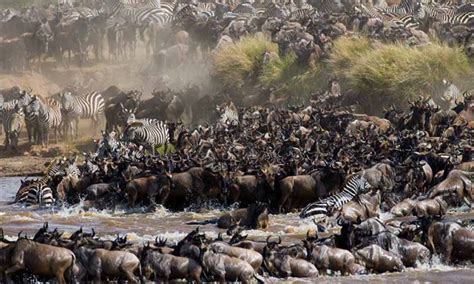 Wildebeest Migration - Ngorongoro crater wildebeest migration