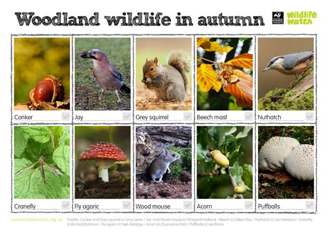 Our top 10 wildlife sightings in October | Berks Bucks & Oxon Wildlife ...