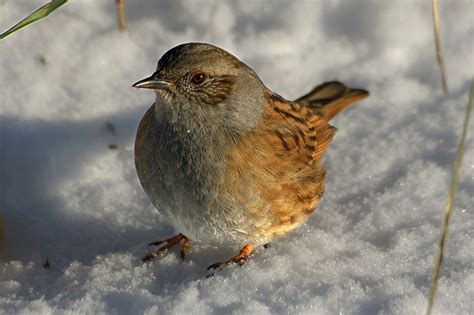 Dunnock - song / call / voice / sound.