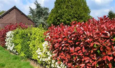 How to Grow Red tip Photinia or Photinia Fraseri to make fence?