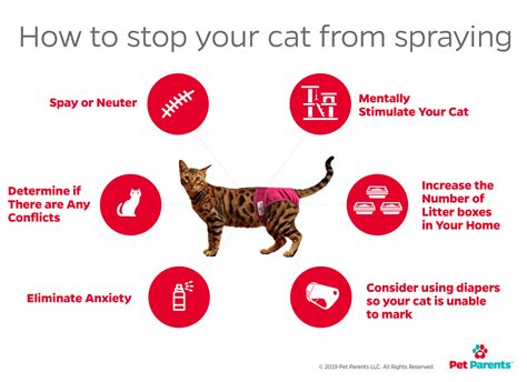 Stress can make your cat spraying indoors in 2020 | Cat spray, Healthy cat, Stress