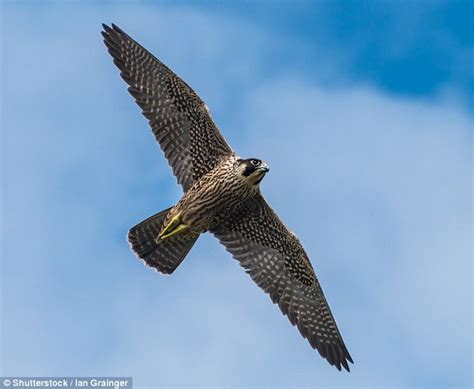 Falcon Images: Peregrine Falcon Nesting Season Uk