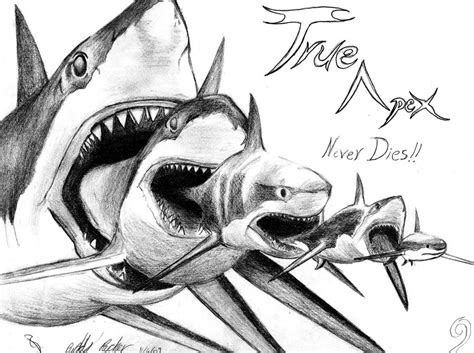 Cool Shark Drawing at GetDrawings | Free download