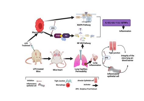 Acute lung injury | BioRender Science Templates