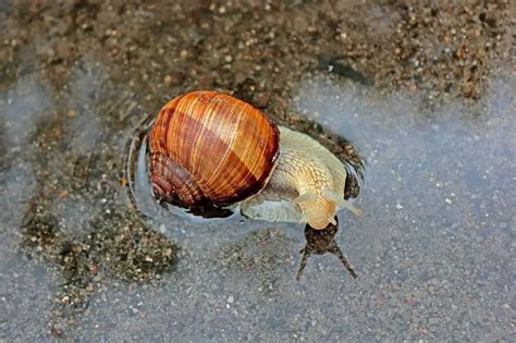 Do Freshwater Snails Eat Algae: How Snails Keep Aquariums Clean and Healthy - HomeTanks