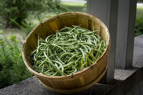 How To Harvest Green Beans And Store Them For Long-Term Use