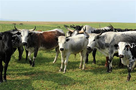 Nguni Cattle Photograph by Rosettejordaan - Fine Art America