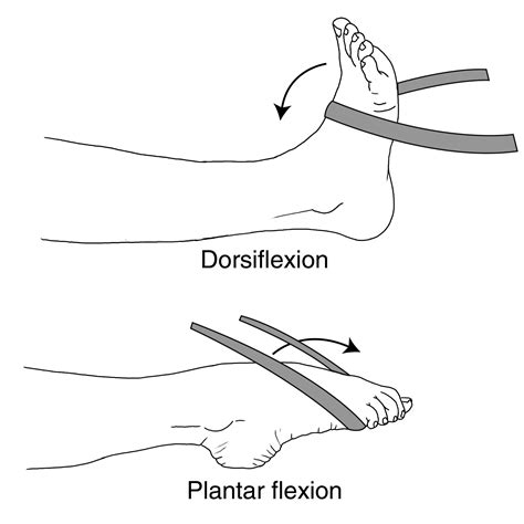 Ankle dorsiflexion/plantar flexion | Ankle exercises, Foot exercises, Ankle