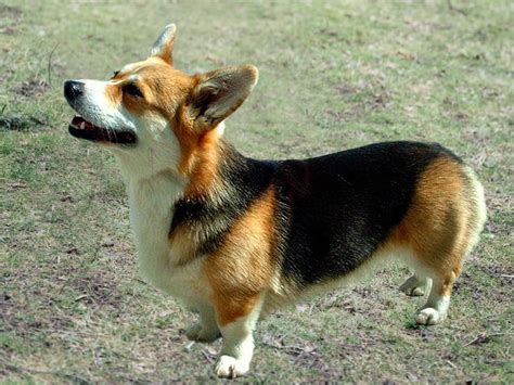 Corgi Colors: 13 splendid variations you should know