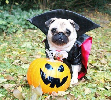 Pinterest | Pug halloween costumes, Cute pugs, Pet halloween costumes