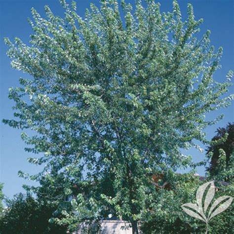 Silver Maple - Texas Pecan Nursery