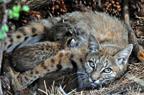 Bobcat | Los Padres ForestWatch