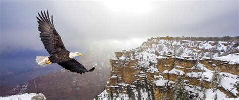 Animals & Wildlife at Grand Canyon | Visitor Center