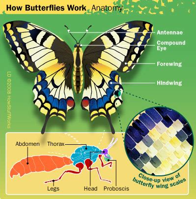 Butterfly Anatomy: Wings and Scales - Butterfly Anatomy | HowStuffWorks