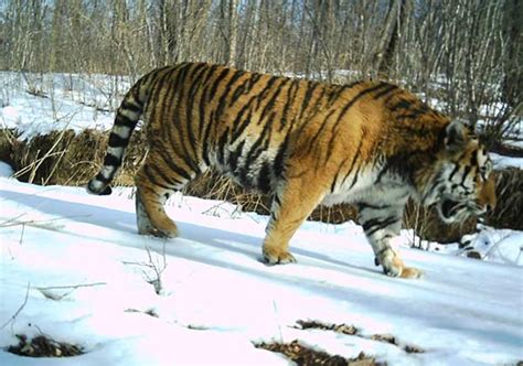 Siberian tiger population now exceeds 50