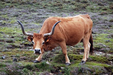 Barrosão (Portugal) | Animaux de la ferme, Animaux