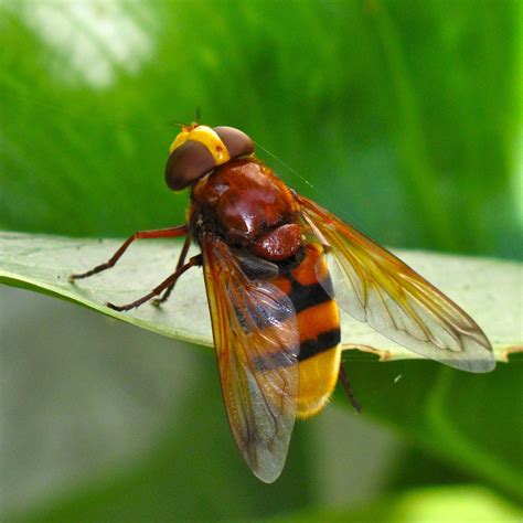 Hornet Mimic Hoverfly (Volucella zonaria), a large and colourful hoverfly that is an excellent ...