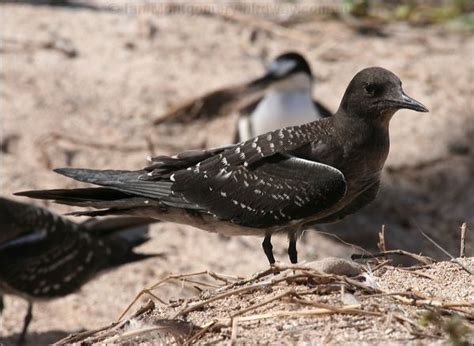 Sooty Tern photo image 8 of 17 by Ian Montgomery at birdway.com.au