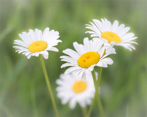 grass, backyard, macro, plant, summer, floral, daisy, 1080P, Daisies, white, flower, chamomile ...