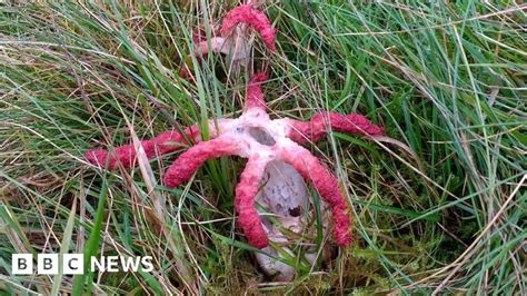 Rare devil's fingers fungus found on Halloween