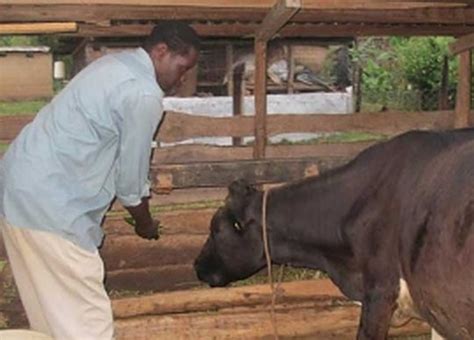 Dan Onyango: I lost Sh. 280,000 when I started dairy farming