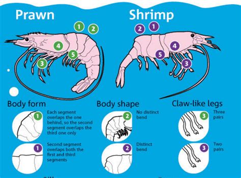 Crayfish Vs Shrimp