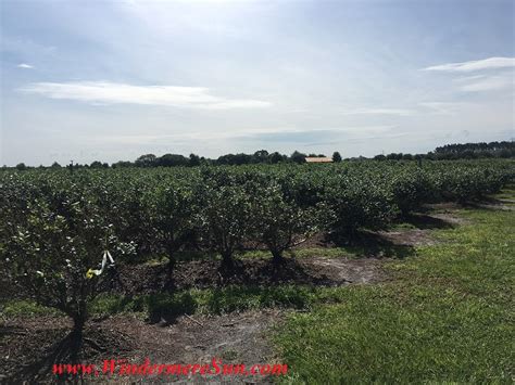 Central Floridian Fluffy Clouds - Windermere Sun-For Healthier/Happier ...