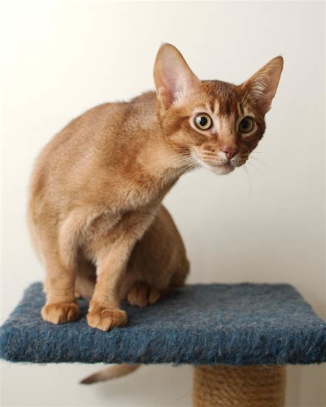 Abyssinian Kitten 20121227-2 by FurLined on DeviantArt