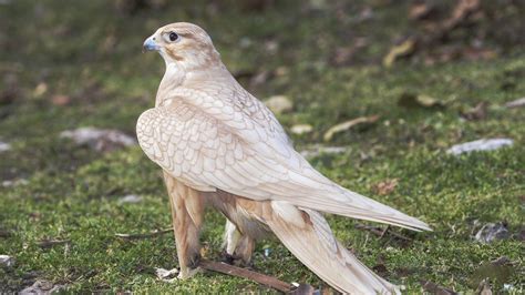 Golden Saker Falcon | Pet birds, Birds of prey, Raptors bird